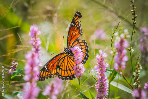 Fotografija Tattered monarch butterfly continues on in spite of a rough past