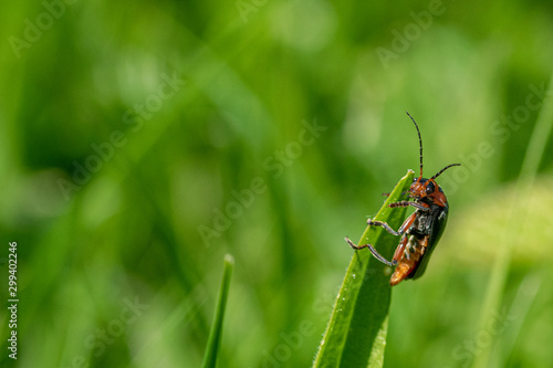 Red cardinal soldier beetle (Cantharis) resting on the tip on a blade of grass