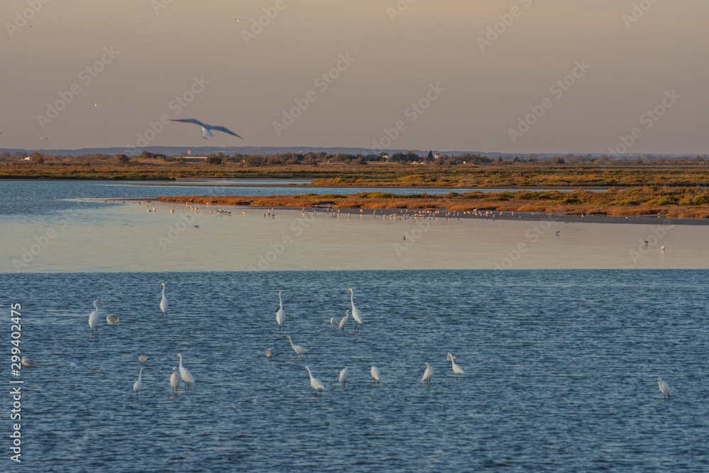 camargues