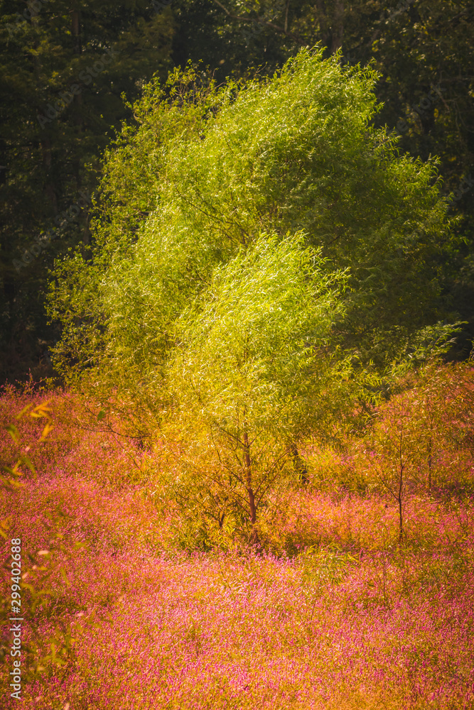 Artistic shot of a windblown tree in a sea of pink flowers Artistic shot of a windblown tree in a sea of pink flowers
