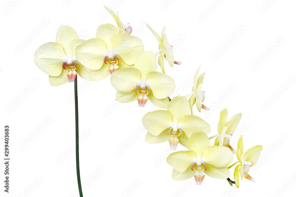 Yellow Phalaenopsis Orchid Flowers Isolated on White Background Yellow Phalaenopsis Orchid Flowers Isolated on White Background
