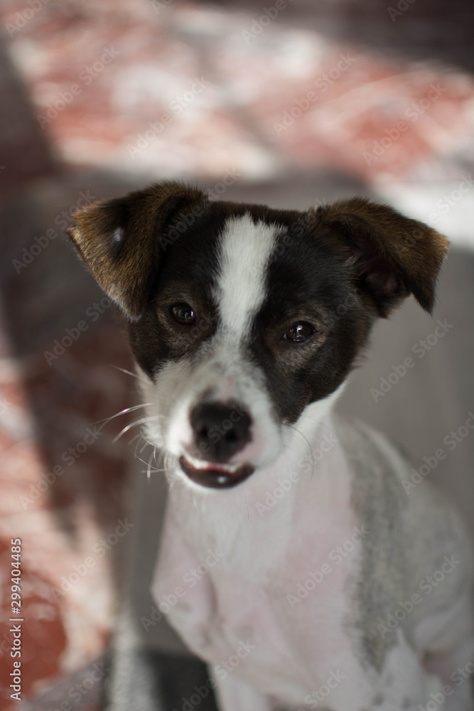  portrait of my favorite dog