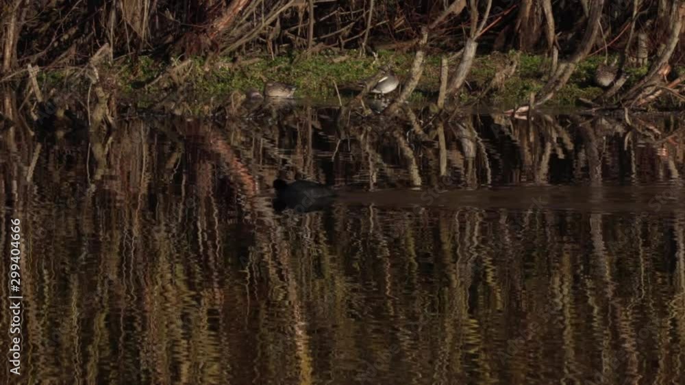 Rippling Reflective Water Surface lake Wooded Edge Coot Bird Rippling Reflective Water Surface lake Wooded Edge Coot Bird