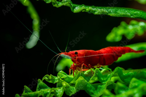 Red neocaridina shrimp fire pet aquarium freshwater nature macro