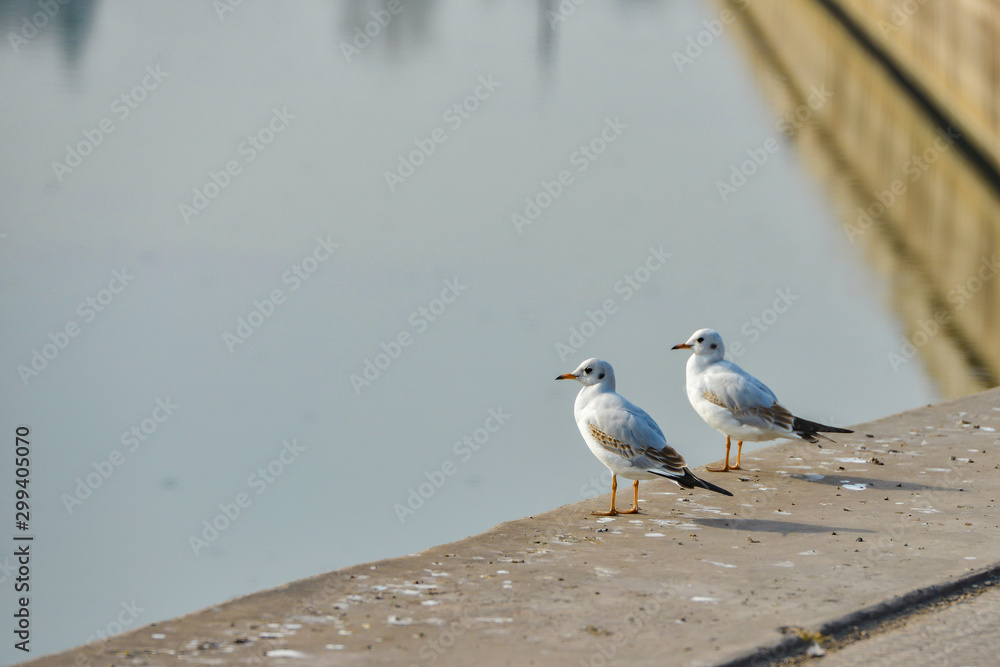 Fototapeta premium Seagulls are sitting on the pier against the background of water.