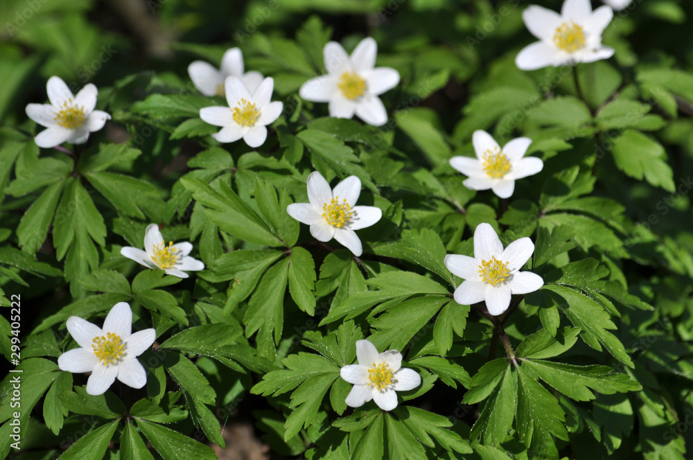 In the wild bloom early spring perennial plant Anemone nemorosa In the wild bloom early spring perennial plant Anemone nemorosa