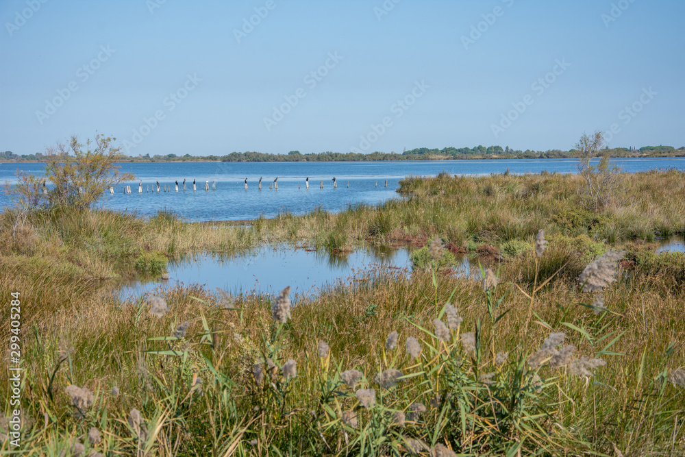 camargues