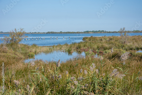 camargues