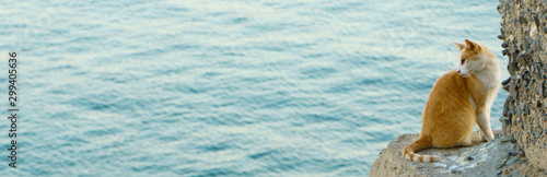 Red undomestic cat on sea background, banner format photo