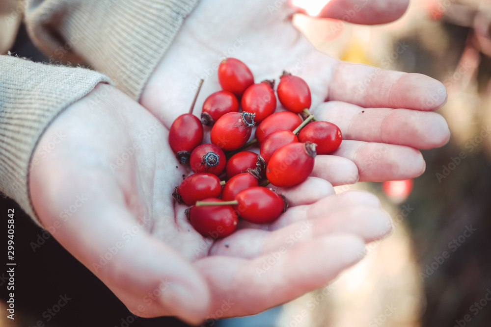 hands with dogrose berries. hands with dogrose berries.