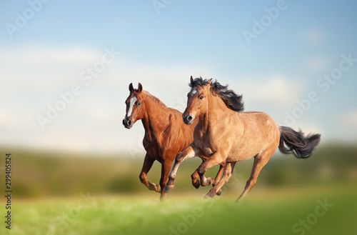 Wild horses running in the field