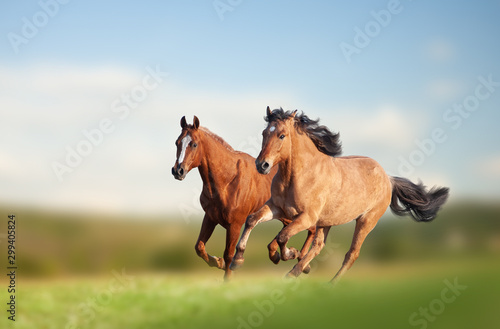Obraz na płótnie Wild horses running in the field w salonie