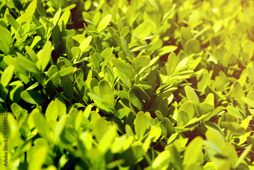 Soft bright light falls on the green leaves of bushes or trees, background. Soft bright light falls on the green leaves of bushes or trees, background.