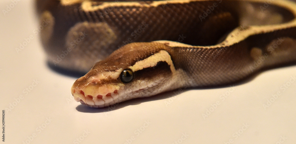 serpiente serpiente