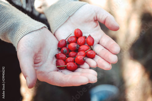 hands with dogrose berries.