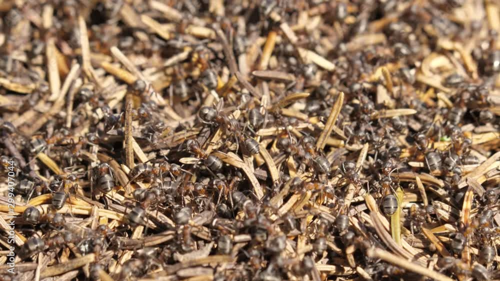 ants in an anthill with many needles ants in an anthill with many needles