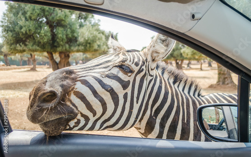 Photography Hungry zebra waiting for food through a car window