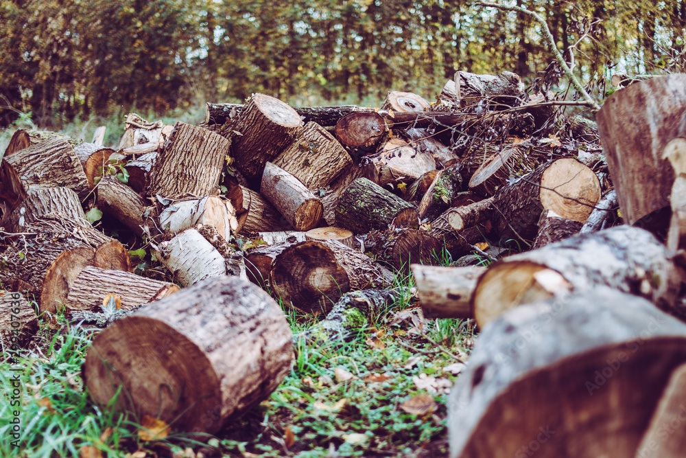 Obraz premium wood stack with green