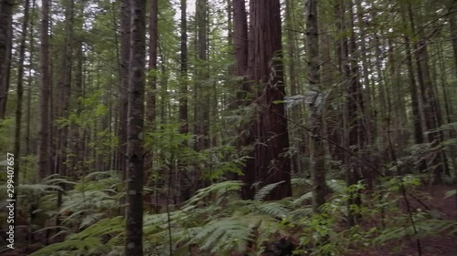 Wallpaper Mural Lost deep in the forest Torontodigital.ca