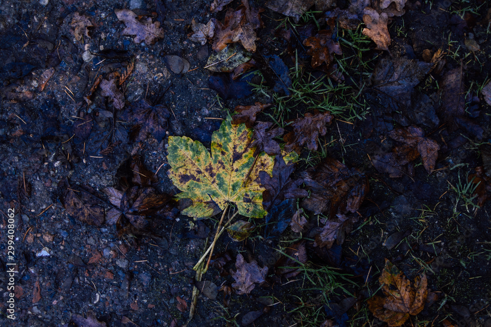 Obraz premium autumn leaf on the ground