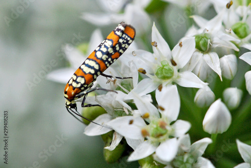 Ailanthus Webworm Moth - (Atteva aurea) feeding on flowers of garlic chives.