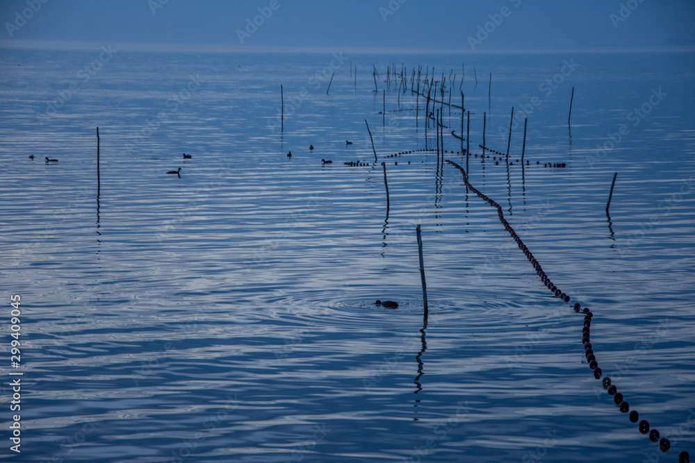 Fototapeta premium Camargues