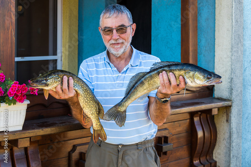 Senior man posing with catching fish - Esox lucius and Stizostedion Lucioperca Zander photo