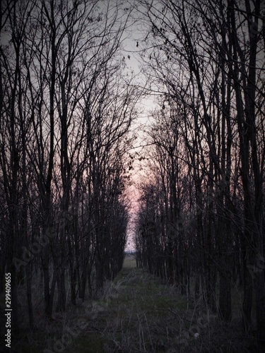 path in the forest