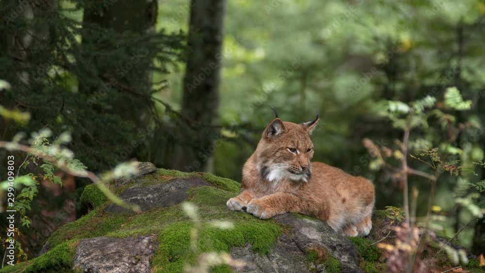 Eurasian lynx (Lynx lynx) yawning Eurasian lynx (Lynx lynx) yawning