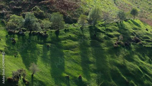 Line of trees on the hill