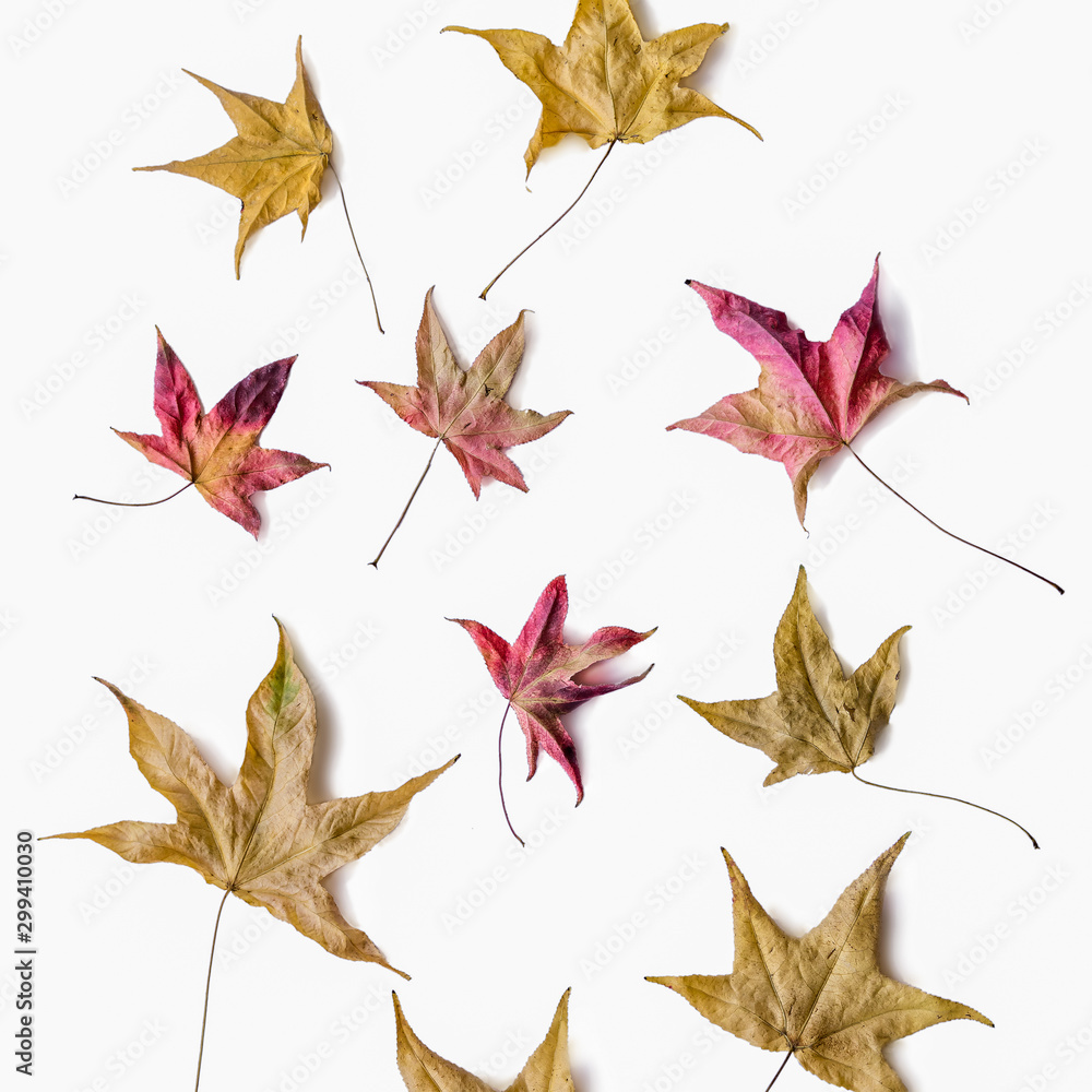 Yellow autumn leaves on white background, background, texture Yellow autumn leaves on white background, background, texture