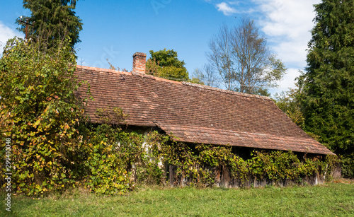 Abandoned country house covered with weeds and vine-leaves  photo