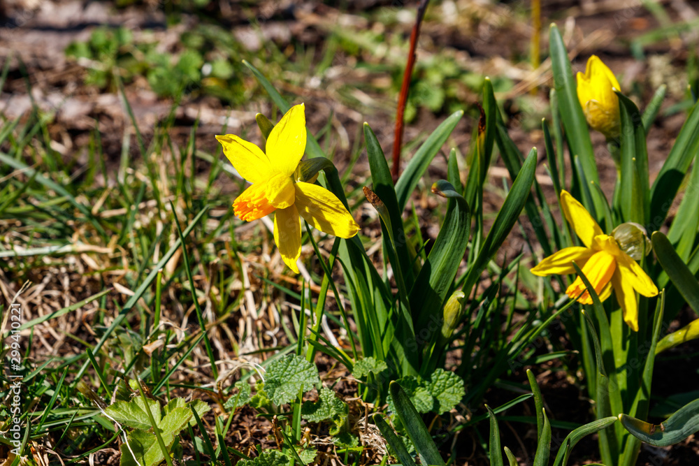 Yellow daffodil flowers in garden. Beautiful narcissus on flowerbed Yellow daffodil flowers in garden. Beautiful narcissus on flowerbed