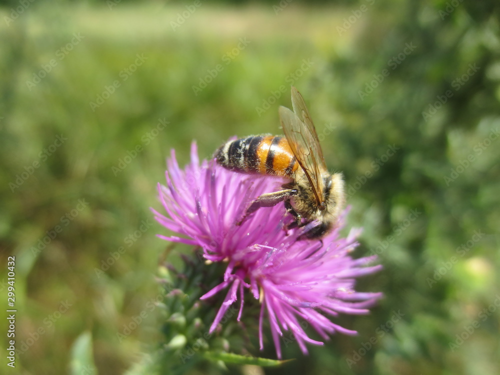 bee on a flower bee on a flower