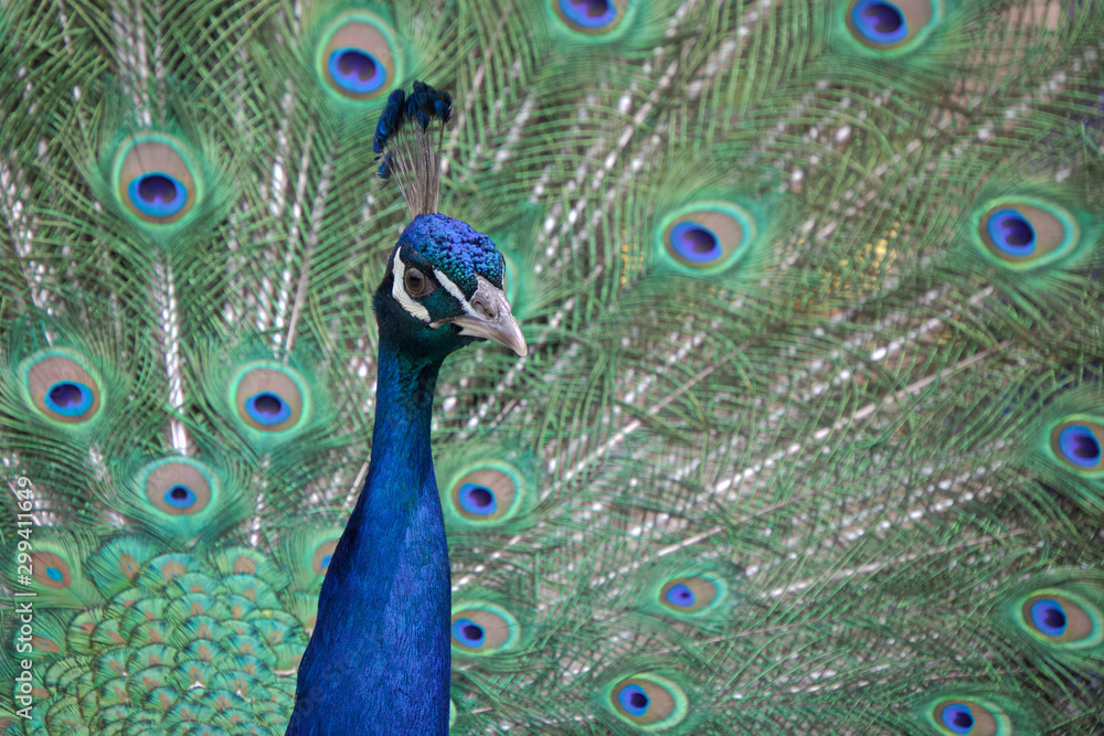 Fototapeta premium paw