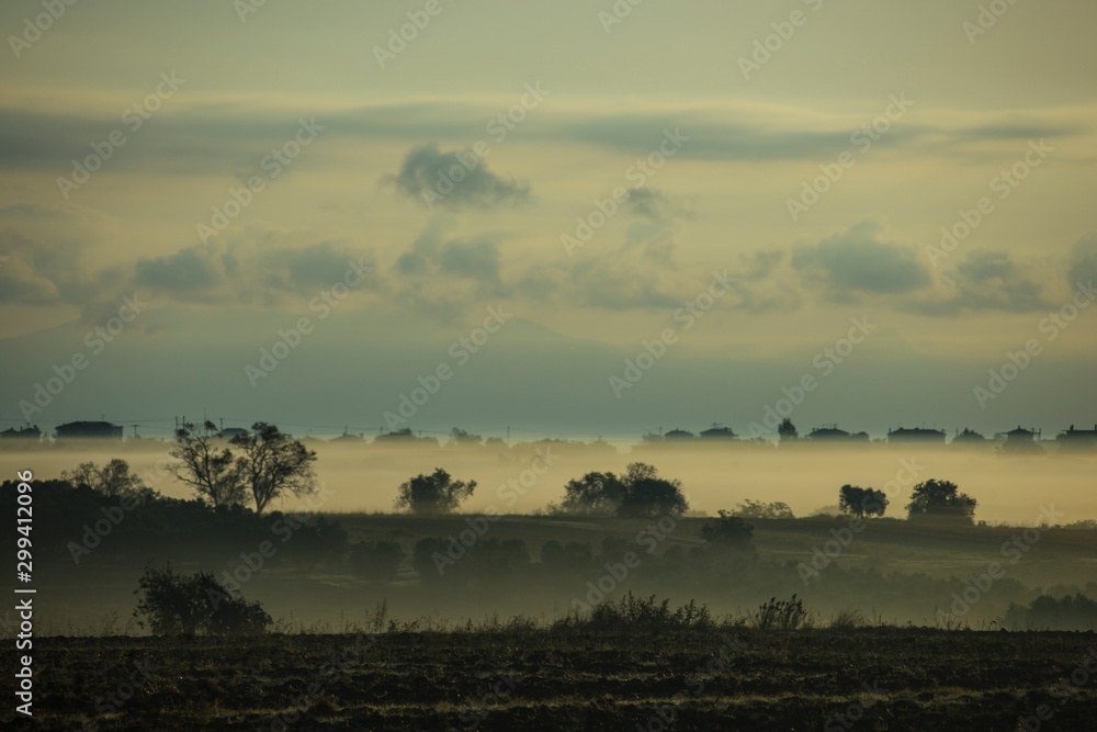 Fog over field