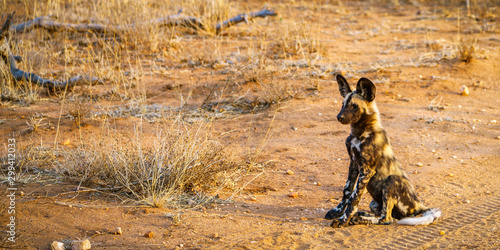 wild dogs in kruger national park, mpumalanga, south africa 15 photo