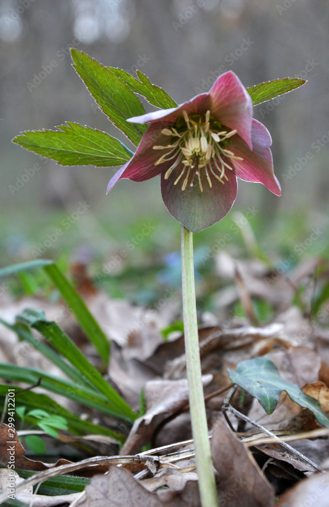 In the spring forest bloom Helleborus purpurascens In the spring forest bloom Helleborus purpurascens