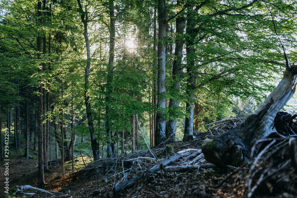 Morgenstimmung im Wald Morgenstimmung im Wald