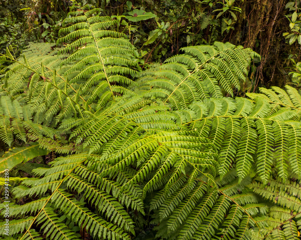 Wanderung durch den Regenwald von Costa Rica bei Monteverde. Alles ist grün. Blätter und Farne von verschieden Pflanzen sieht man am Erdboden.