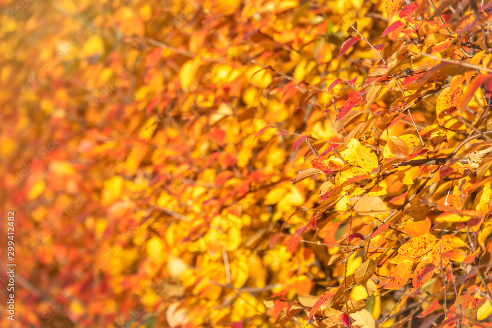 Branches with orange, red and yellow leaves in the autumn park with beautiful blur. Branches with orange, red and yellow leaves in the autumn park with beautiful blur.