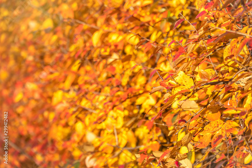 Branches with orange  red and yellow leaves in the autumn park with beautiful blur.