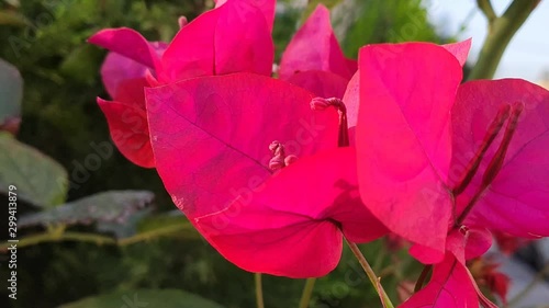 bugenvilija magenta flower macro Bougainvillea photo