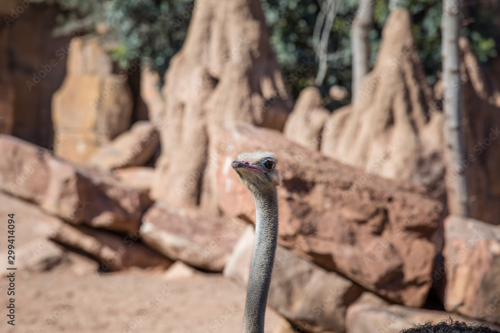 Fototapeta premium Struthio camelus Ostrich bird