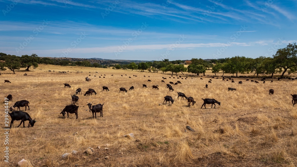 Obraz premium Herd of black goats in a field at midday on a sunny afternoon.