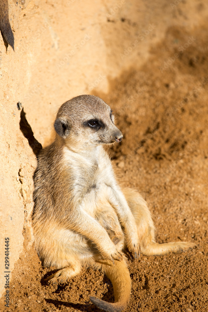 Fototapeta premium Suricata suricatta