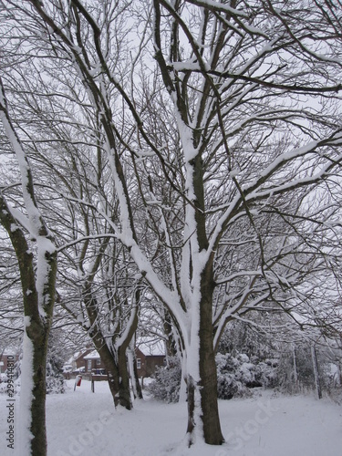 Snow covered tree © David