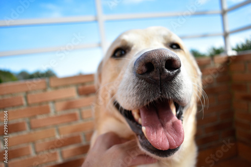 Dogs big nose and smile