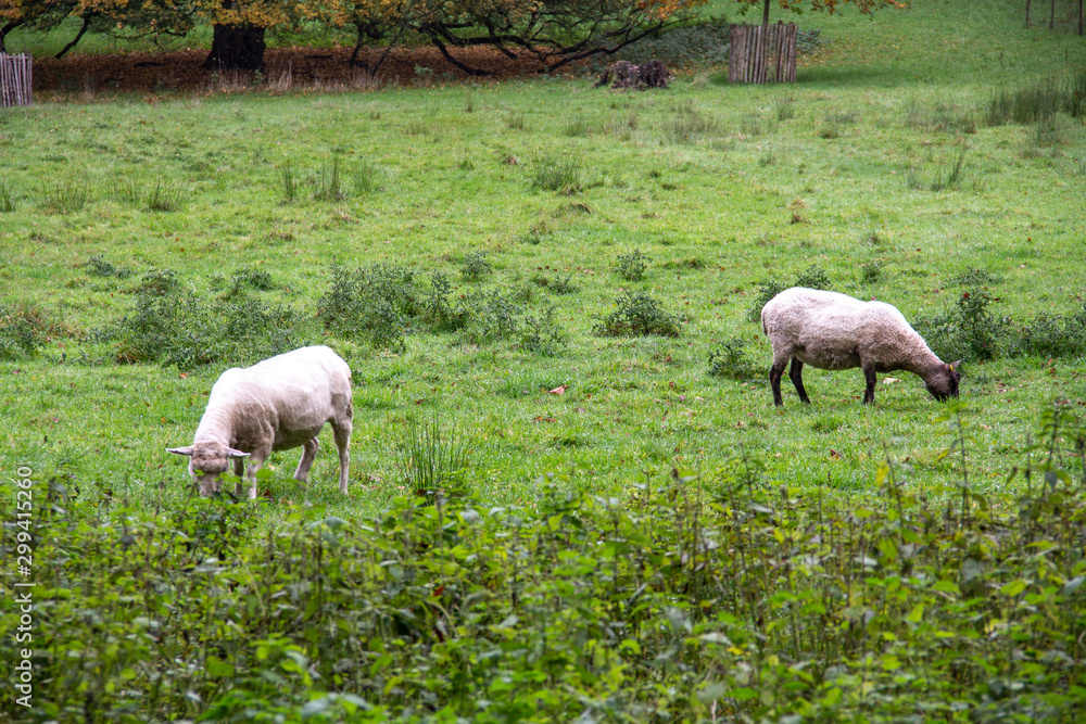 Two white sheeps eating grass in a forest pasture Two white sheeps eating grass in a forest pasture