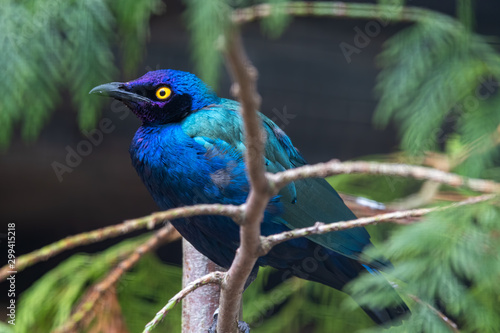 Purple Glossy Starling Perched in a Tree © Ian